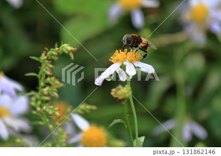 花の蜜を吸う蜂 花の蜜を吸う蜂 131862146