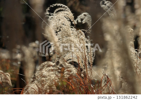 ススキの穂　フワフワのススキの穂 131862242