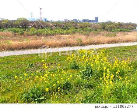 菜の花咲く土手から見る春の江戸川河川敷風景	 131862277