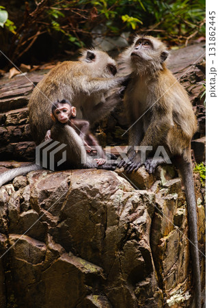Monkeys resting on a rock near a water source in a lush forest setting during the afternoon sunlight 131862445