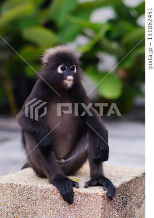 During the day, a cute bespectacled monkey sits on a rock surrounded by green plants in a peaceful outdoor environment. 131862451