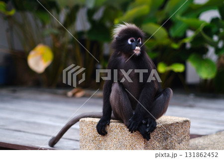 A bespectacled Monkey sits on a rock in a garden surrounded by lush greenery, enjoying the tranquility under the warm afternoon sun. A bespectacled Monkey sits on a rock in a garden surrounded by lush greenery, enjoying the tranquility under the warm afternoon sun. 131862452