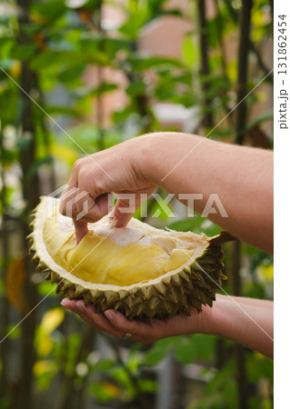 Enjoying the rich taste of fresh durian in a lush garden setting under warm sunlight Enjoying the rich taste of fresh durian in a lush garden setting under warm sunlight 131862454
