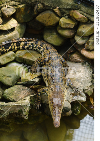 Crocodile basking on rocks near a pond in a natural habitat environment during daylight hours highlighting the unique textures and colors of its scales Crocodile basking on rocks near a pond in a natural habitat environment during daylight hours highlighting the unique textures and colors of its scales 131862457