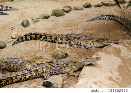 Crocodiles resting together in a natural habitat setting during the daytime in a tropical environment with lush vegetation and warm sunlight 131862458