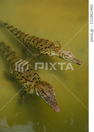 Three crocodiles swimming in murky water near a riverbank during daylight hours in a natural habitat environment Three crocodiles swimming in murky water near a riverbank during daylight hours in a natural habitat environment 131862460