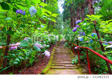満開のアジサイ　紫陽花　あじさい　出塩文殊堂　山形市 131862525