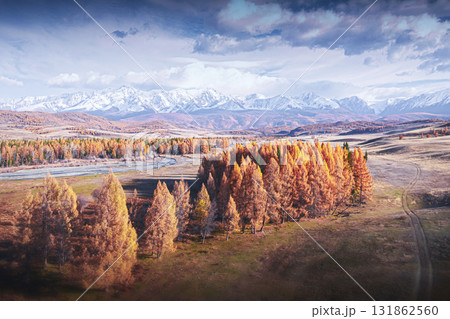 Majestic Altai mountains rise in the background, surrounded by golden trees in full autumn colors. A serene river winds through the valley, creating a peaceful landscape. 131862560