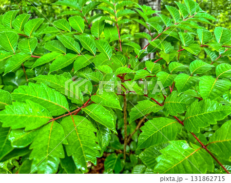 雨の日の山漆(幼木) 雨の日の山漆(幼木) 131862715