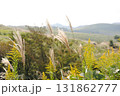 ススキ 131862777