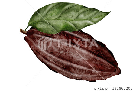 Cocoa bean watercolor. Hand-drawn cocoa fruit on a white background. Food clip art. Ideal for packaging chocolate and cocoa powder. Cocoa bean watercolor. Hand-drawn cocoa fruit on a white background. Food clip art. Ideal for packaging chocolate and cocoa powder. 131863206