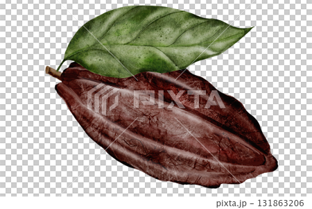Cocoa bean watercolor. Hand-drawn cocoa fruit on a white background. Food clip art. Ideal for packaging chocolate and cocoa powder. Cocoa bean watercolor. Hand-drawn cocoa fruit on a white background. Food clip art. Ideal for packaging chocolate and cocoa powder. 131863206