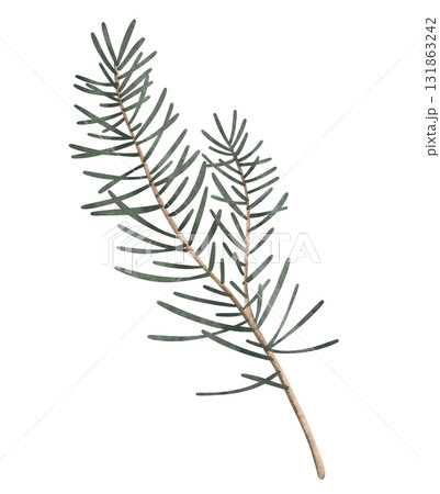 Delightful green branch of pine or fir tree, new year holiday decorations, capturing the cozy and cheerful spirit of Christmas. Illustration on isolated background. 131863242