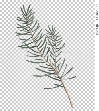 Delightful green branch of pine or fir tree, new year holiday decorations, capturing the cozy and cheerful spirit of Christmas. Illustration on isolated background. 131863242