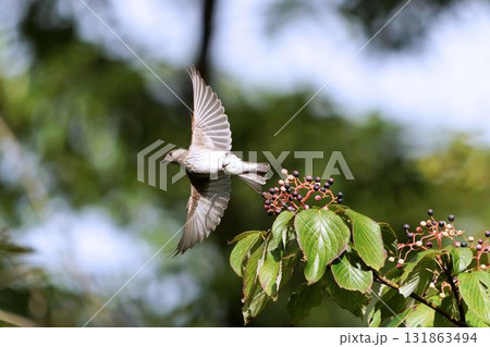 エゾビタキ 131863494