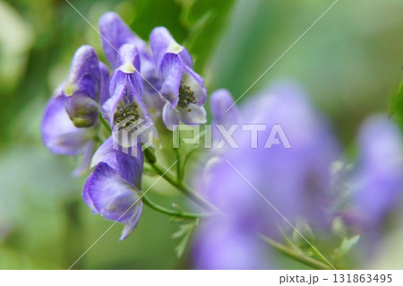 トリカブト 131863495