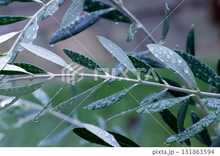雨に濡れたオリーブの葉 131863594
