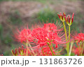 赤い彼岸花 131863726