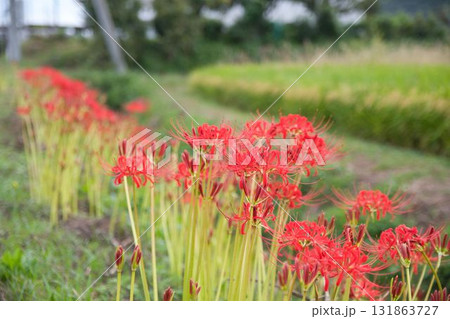 赤い彼岸花と稲穂 131863727