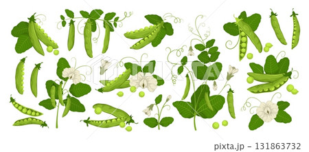 Cartoon fresh green peas. Organic agriculture, edible plant, diet vegetarian food, pods, tendrils, leaves and flowers, legume bean vegetables, vitamin garden food tidy vector isolated set 131863732