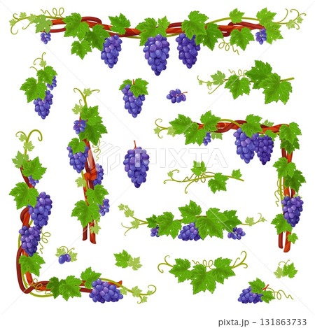 Cartoon grape vine. Curly branches with leaves, clusters, red wine, juice ingredients, decorative vines, organic product, isolated elements, corners, frames and borders, classy vector set 131863733