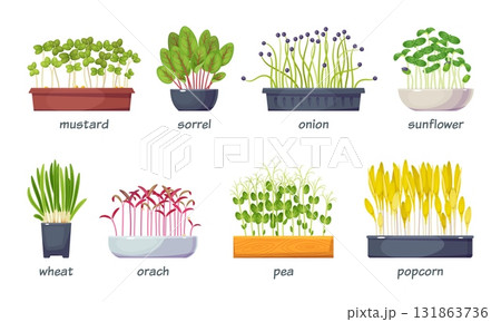 Cartoon microgreens. Different sprouted grains, sprouts of edible plants, healthy salad, vegetarian food, pea, mustard, onion and wheat. Seedling with leaves in pots classy vector isolated set 131863736
