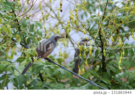 電線に止まるヒヨドリ 電線に止まるヒヨドリ 131863944