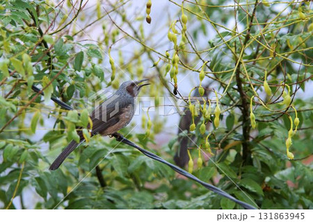 電線に止まるヒヨドリ 電線に止まるヒヨドリ 131863945