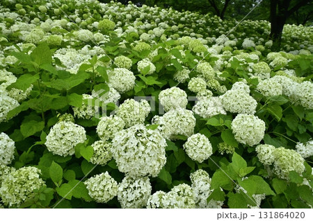 幸手市権現堂堤に咲くアジサイ（アナベル）の花 131864020