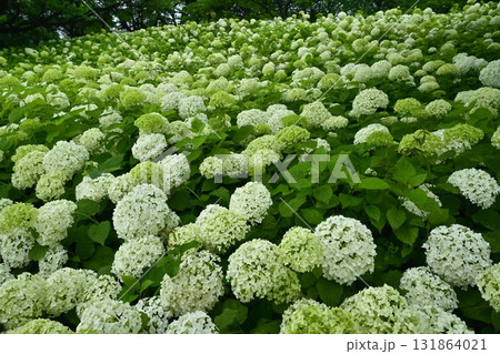 幸手市権現堂堤に咲くアジサイ（アナベル）の花 131864021