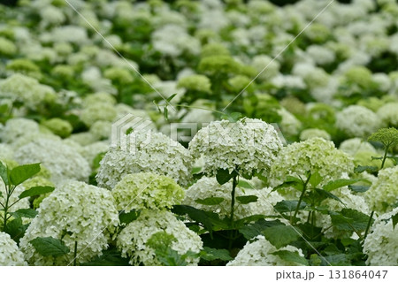 幸手市権現堂堤に咲くアジサイ（アナベル）の花 131864047
