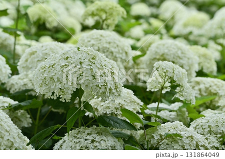 幸手市権現堂堤に咲くアジサイ（アナベル）の花 131864049