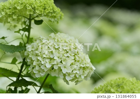 幸手市権現堂堤に咲くアジサイ(アナベル)の花 幸手市権現堂堤に咲くアジサイ(アナベル)の花 131864055