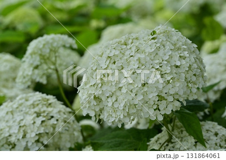幸手市権現堂堤に咲くアジサイ（アナベル）の花 131864061