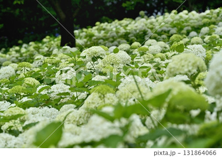 幸手市権現堂堤に咲くアジサイ（アナベル）の花 131864066