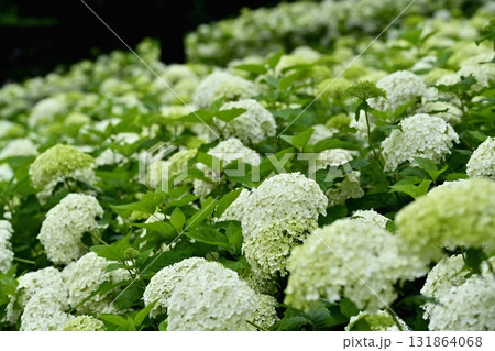 幸手市権現堂堤に咲くアジサイ(アナベル)の花 幸手市権現堂堤に咲くアジサイ(アナベル)の花 131864068