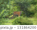 wild indian curious sub adult male bengal tiger or panthera tigris Ranthambore National Park forest Reserve Rajasthan India cub side profile walking in natural scenic green wildlife jungle safari 131864200