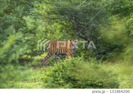 wild indian curious sub adult male bengal tiger or panthera tigris Ranthambore National Park forest Reserve Rajasthan India cub side profile walking in natural scenic green wildlife jungle safari 131864200