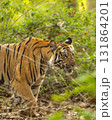 wild indian female bengal tiger or panthera tigris side walk in natural green background in winter morning wildlife jungle safari at bandhavgarh national park forest reserve madhya pradesh india asia 131864201
