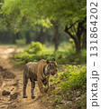 Showstopper wild dominant indian male bengal tiger Ranthambore National Park Reserve Rajasthan India wildlife jungle safari panthera tigris walking head on road blocking in natural scenic green forest 131864202