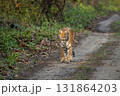 wild bengal female tiger panthera tigris walking head on road pilibhit national park forest reserve uttar pradesh india tigress stroll in natural green scenic background winter season morning safari 131864203