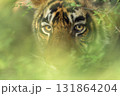 head shot of wild indian male bengal tiger or panthera tigris face tight close up or portait with eye contact and natural green background in wildlife safari at national park forest reserve india asia 131864204