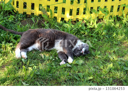 Gray cat lying iin the garden near a flower bed, resting its head in the grass Gray cat lying iin the garden near a flower bed, resting its head in the grass 131864253