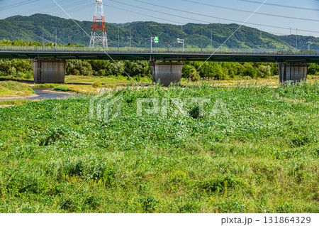 木津川風景　新木津川橋　京都府京田辺市　城陽市 131864329