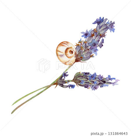 Blooming lavandula lavender flower stalks, white garden snail curled on stem, French Provence countryside. Isolated botanical illustration hand drawn in watercolor. Nature gift brand, eco packaging. Blooming lavandula lavender flower stalks, white garden snail curled on stem, French Provence countryside. Isolated botanical illustration hand drawn in watercolor. Nature gift brand, eco packaging. 131864643