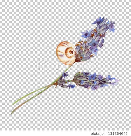 Blooming lavandula lavender flower stalks, white garden snail curled on stem, French Provence countryside. Isolated botanical illustration hand drawn in watercolor. Nature gift brand, eco packaging. Blooming lavandula lavender flower stalks, white garden snail curled on stem, French Provence countryside. Isolated botanical illustration hand drawn in watercolor. Nature gift brand, eco packaging. 131864643