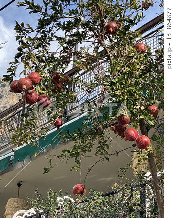 Pomegranate tree with ripe fruits against building in natural light vertical composition Pomegranate tree with ripe fruits against building in natural light vertical composition 131864877
