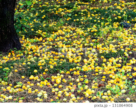 完熟して落ちた良い香りの梅の実 131864908