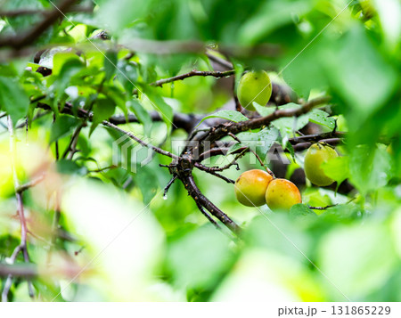 雨に濡れしっとりと佇む、たわわに実った完熟の梅の実 131865229
