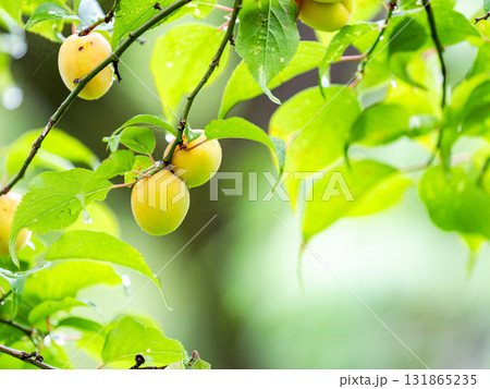 雨に濡れしっとりと佇む、たわわに実った完熟の梅の実 雨に濡れしっとりと佇む、たわわに実った完熟の梅の実 131865235